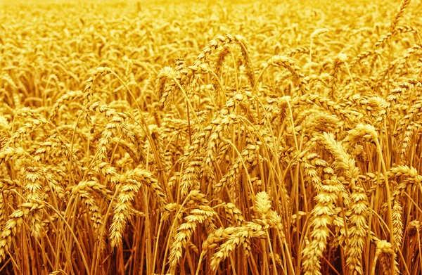 Field of wheat — Stock Photo, Image