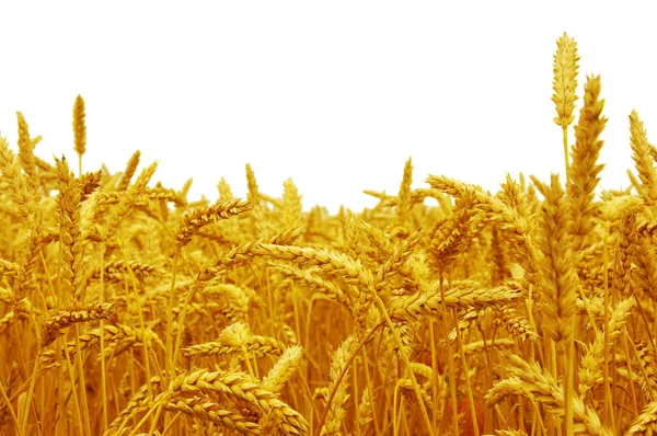 Field of wheat — Stock Photo, Image