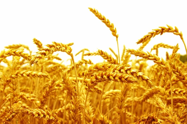 Field of wheat — Stock Photo, Image