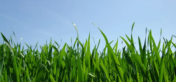 Achtergrond van een groen gras — Stockfoto