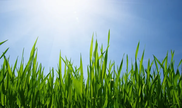 Fundo de uma grama verde — Fotografia de Stock