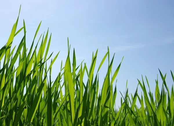 Fondo de una hierba verde — Foto de Stock