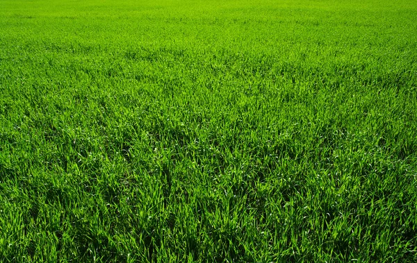 Φόντο της ένα πράσινο γρασίδι — Φωτογραφία Αρχείου