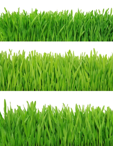 Grama verde em branco — Fotografia de Stock