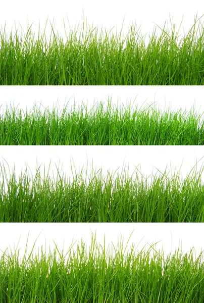 Groen gras geïsoleerd op wit — Stockfoto