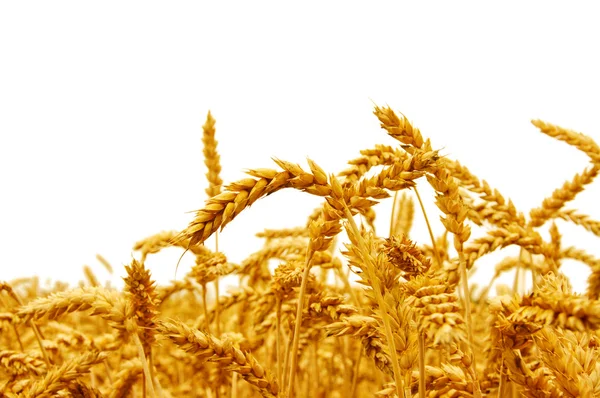 Wheat isolated on a white — Stock Photo, Image