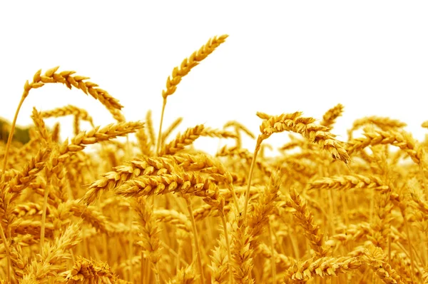 Beyaz izole buğday — Stok fotoğraf