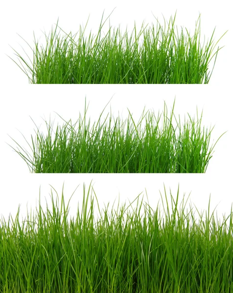 Зеленая трава на белом — стоковое фото