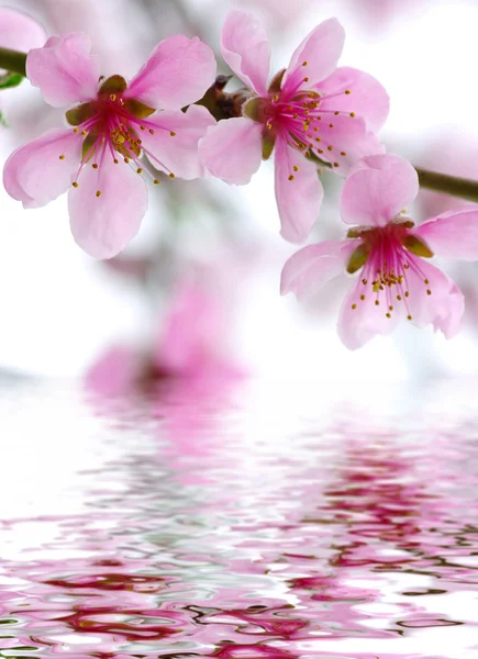 Ramo con fiori rosa — Foto Stock