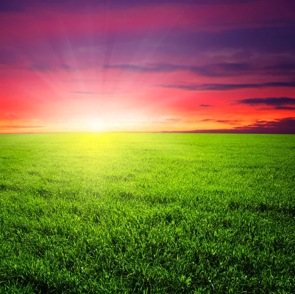 Green field and  sunset — Stock Photo, Image