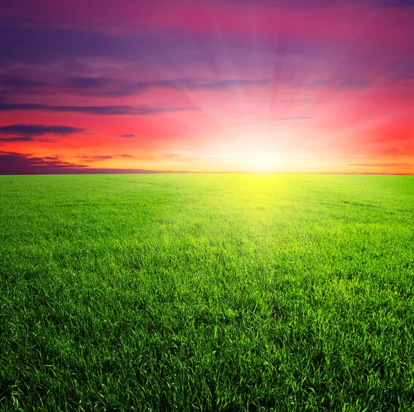 Grüne Wiese und Sonnenuntergang — Stockfoto