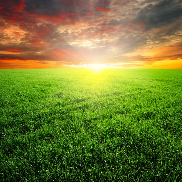 Green field and  sunset — Stock Photo, Image