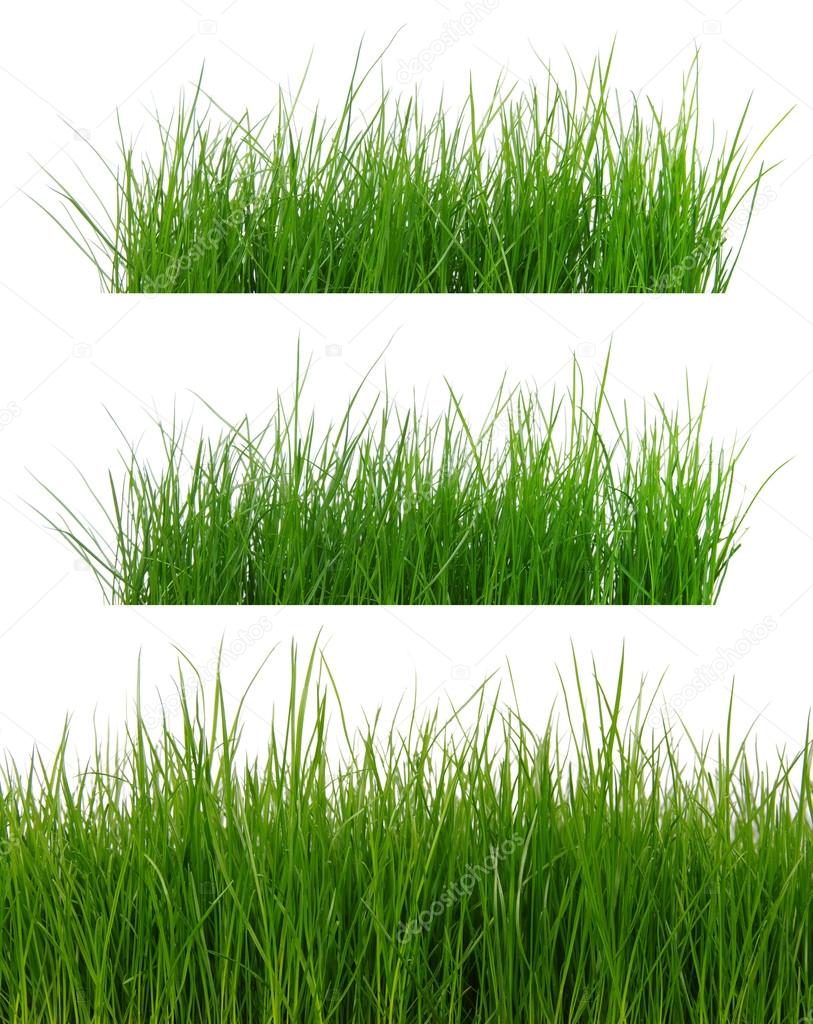 green grass on white