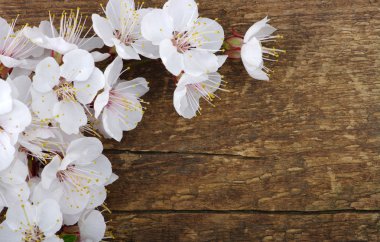 pembe çiçekleri beyaz izole ile şube