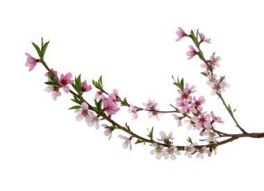 pembe çiçekleri beyaz izole ile şube