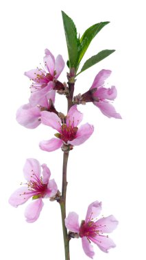 pembe çiçekleri beyaz izole ile şube