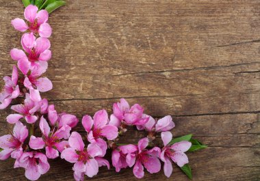 pembe çiçekleri beyaz izole ile şube