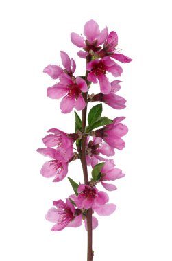 pembe çiçekleri beyaz izole ile şube