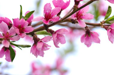 pembe çiçekleri beyaz izole ile şube