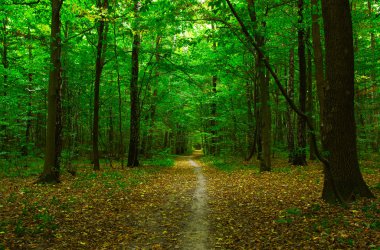 Yeşil ormandaki ağaçlar