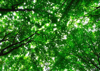 Yeşil ormandaki ağaçlar