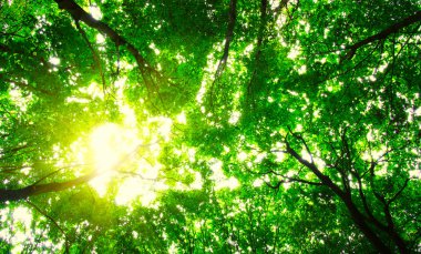 Yeşil ormandaki ağaçlar