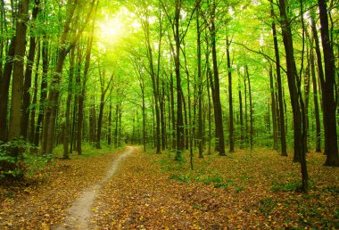 Yeşil ormandaki ağaçlar