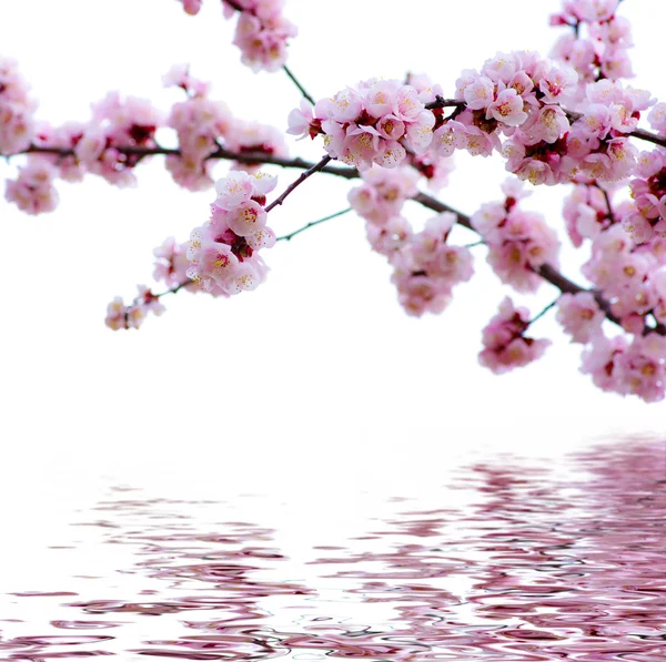 Ramo com flores rosa isoladas em branco — Fotografia de Stock