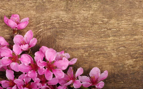 Gren med rosa blommor isolerad på vit — Stockfoto