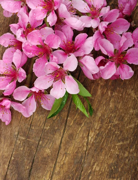 粉红色花朵白色上孤立的分支 — 图库照片