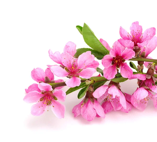 Zweig mit rosa Blüten isoliert auf weiß — Stockfoto