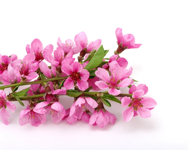 Rama con flores rosadas aisladas en blanco — Foto de Stock