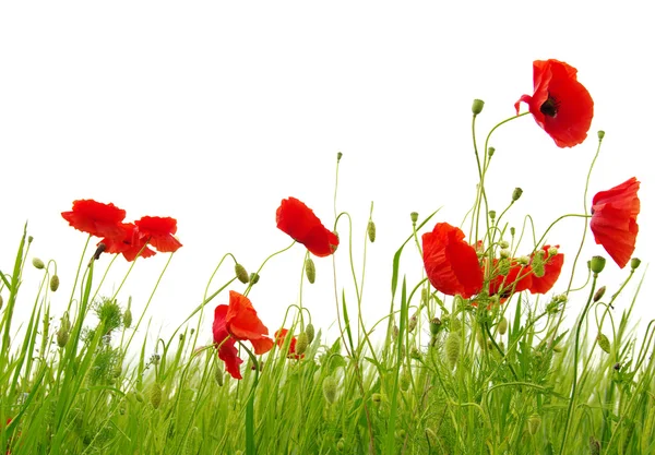 Roter Mohn isoliert auf Weiß — Stockfoto