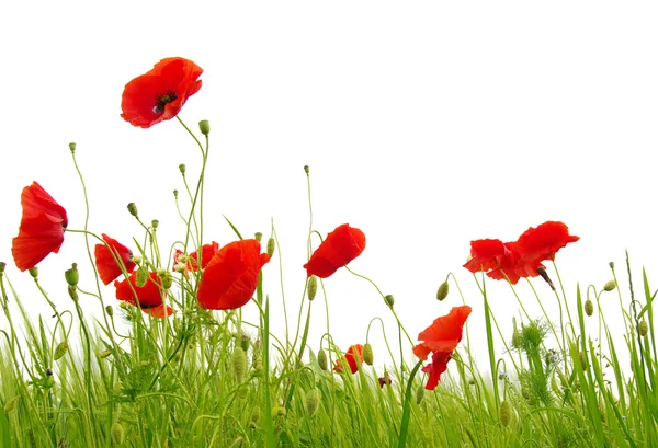 Roter Mohn isoliert auf Weiß — Stockfoto