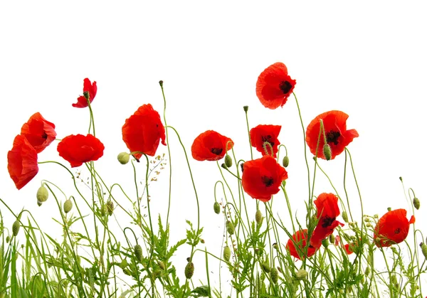 Roter Mohn isoliert auf Weiß — Stockfoto