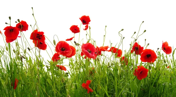 Roter Mohn isoliert auf Weiß — Stockfoto