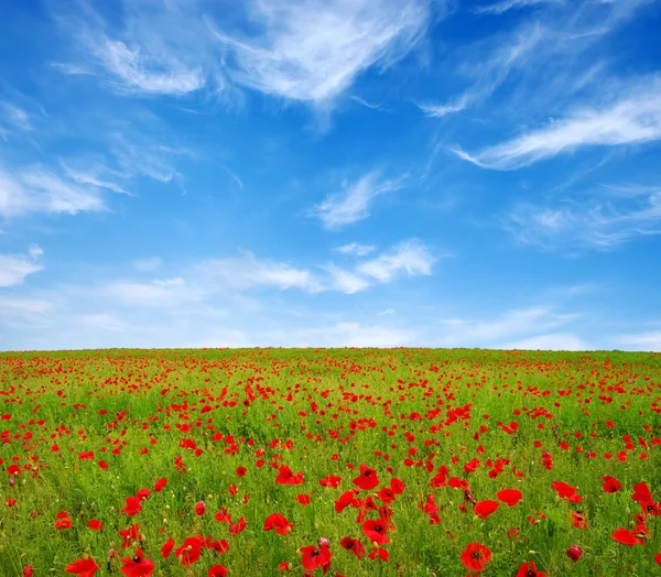 Felrode papavers — Stockfoto