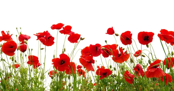 Roter Mohn isoliert auf Weiß — Stockfoto