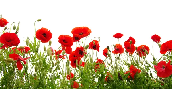 Roter Mohn isoliert auf Weiß — Stockfoto