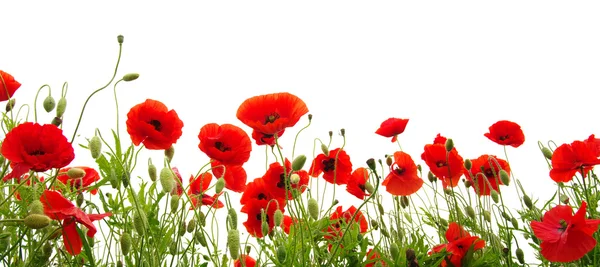 Roter Mohn isoliert auf Weiß — Stockfoto