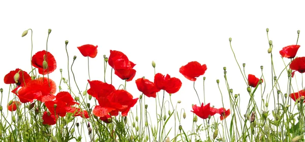 Red poppy isolated on white — Stock Photo, Image