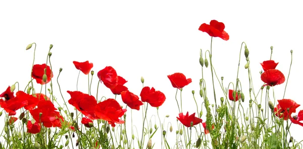 Amapola roja aislada en blanco — Foto de Stock