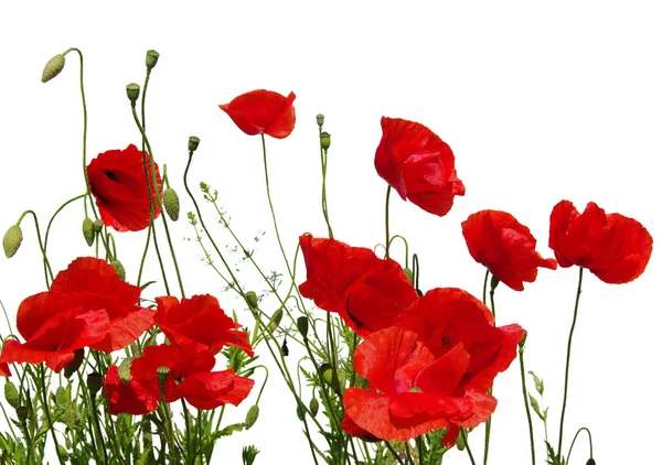 Amapola roja aislada en blanco — Foto de Stock