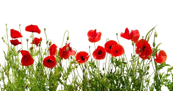 Rode papaver geïsoleerd op wit — Stockfoto