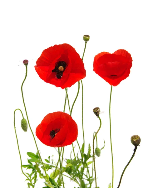 Roter Mohn isoliert auf Weiß — Stockfoto