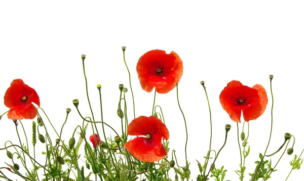 Amapola roja aislada en blanco — Foto de Stock