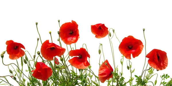 Rode papaver geïsoleerd op wit — Stockfoto