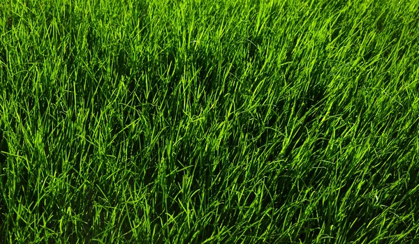 Bakgrund av ett grönt gräs — Stockfoto