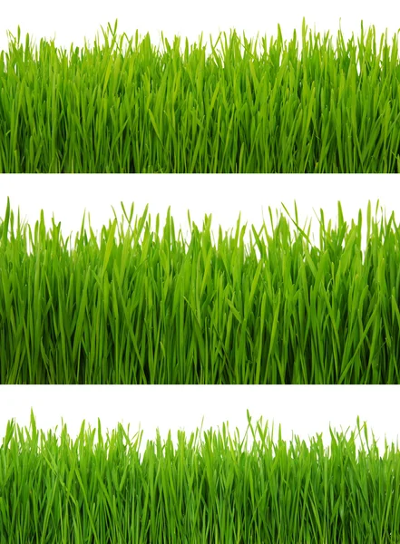 Achtergrond van een groen gras — Stockfoto