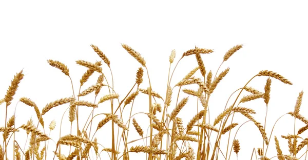 Na pozadí pšenice — Stock fotografie